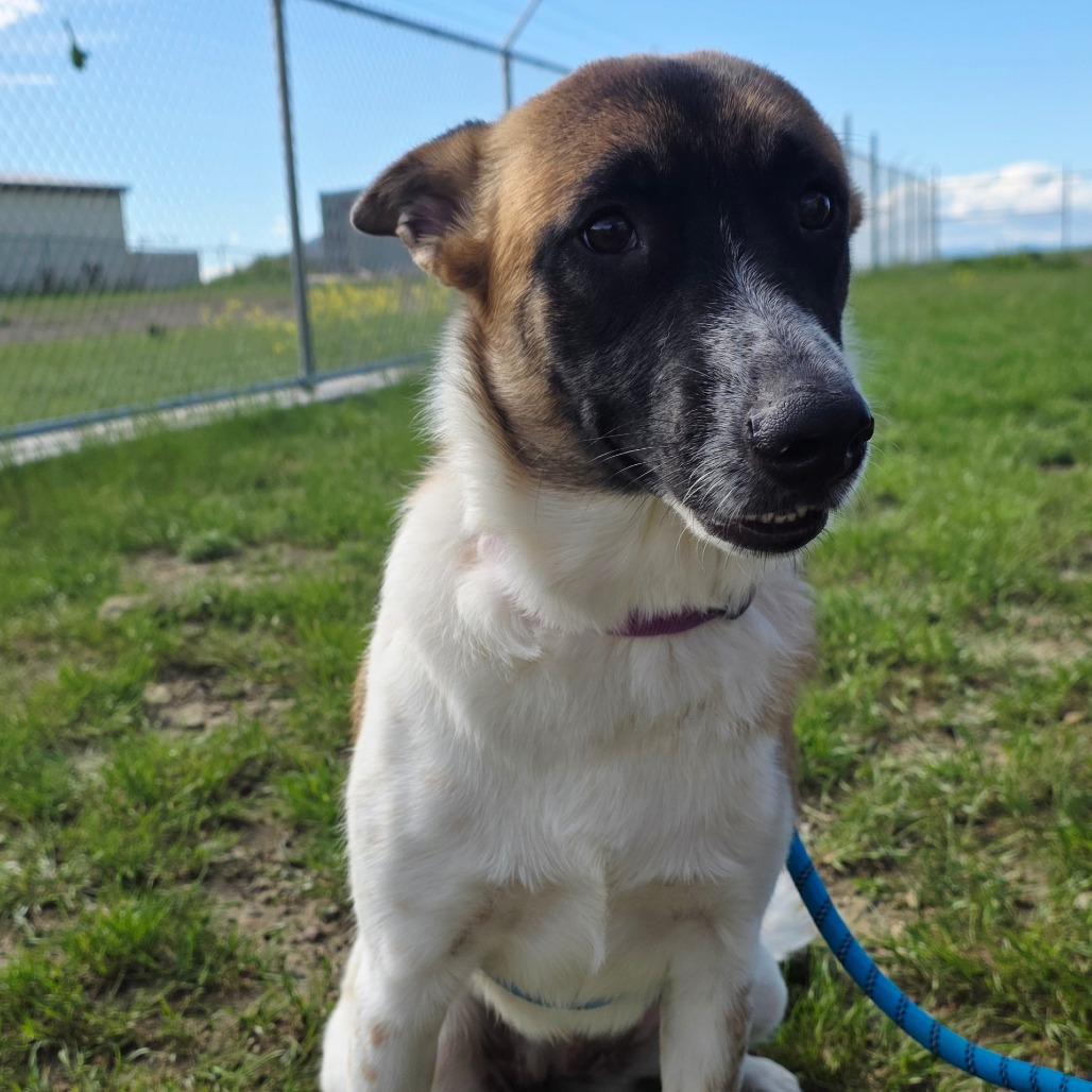 Piper, a Adoptable mixed breed in Great Falls, MT image 2/2