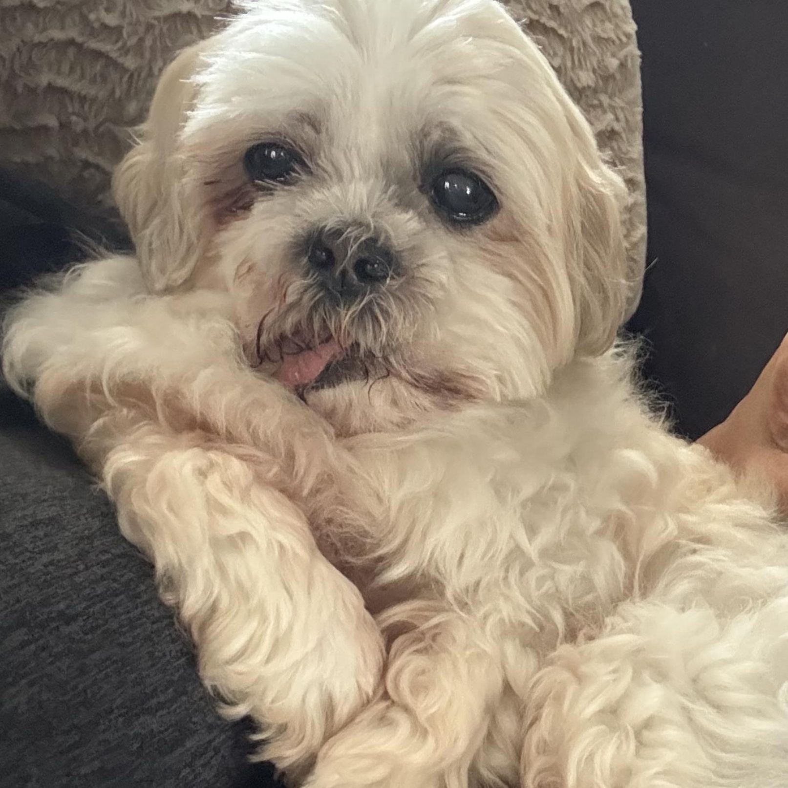 Enlarge Max the Mush, a Adoptable Shih Tzu in Stamford, CT image 3/6