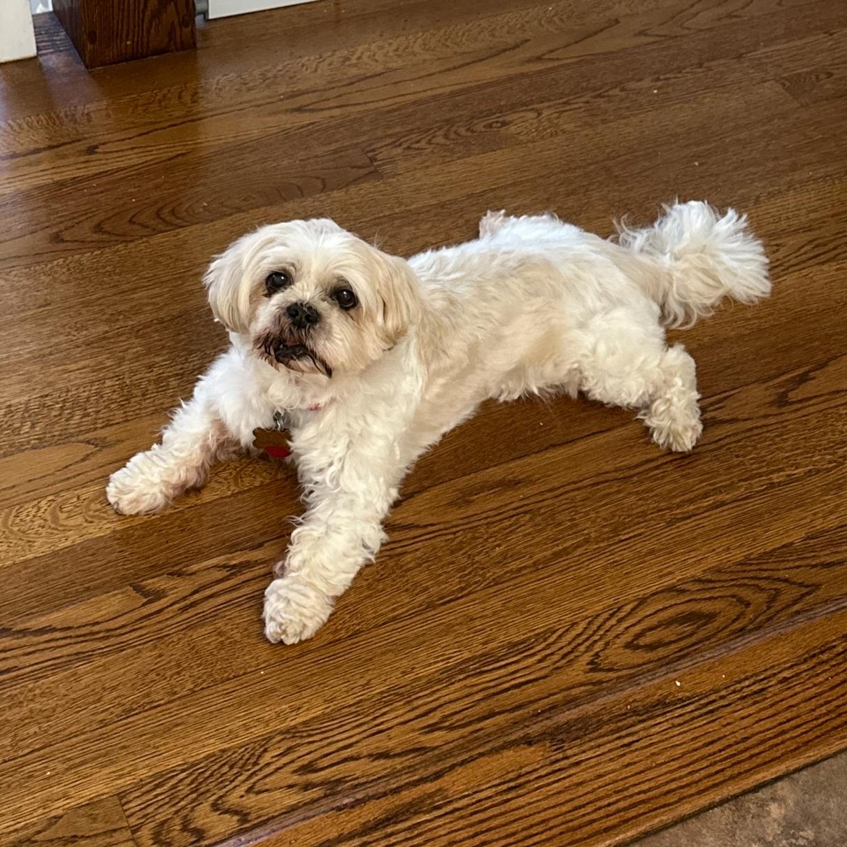 Enlarge Max the Mush, a Adoptable Shih Tzu in Stamford, CT image 5/6