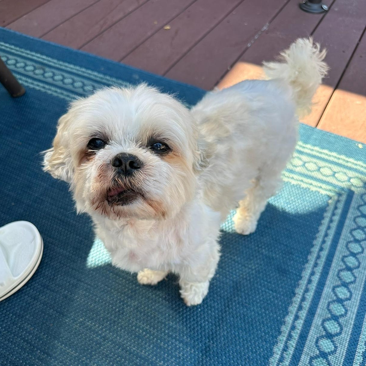 Max the Mush, Adoptable, Senior Male Shih Tzu.