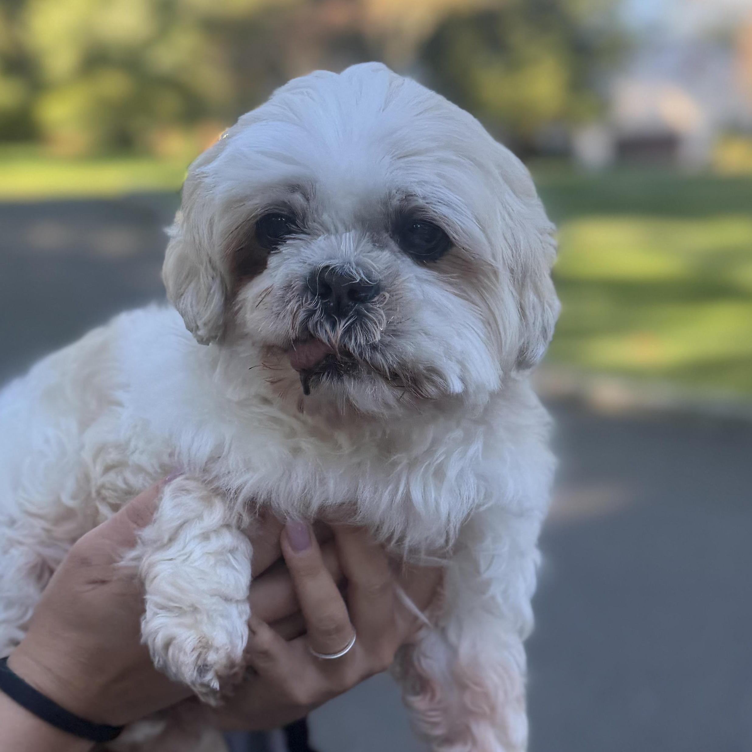 Enlarge Max the Mush, a Adoptable Shih Tzu in Stamford, CT image 4/6