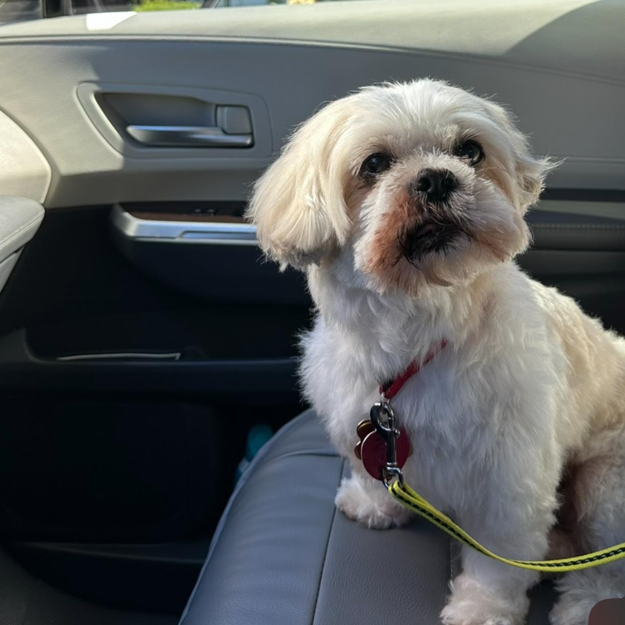 Enlarge Max the Mush, a Adoptable Shih Tzu in Stamford, CT image 6/6
