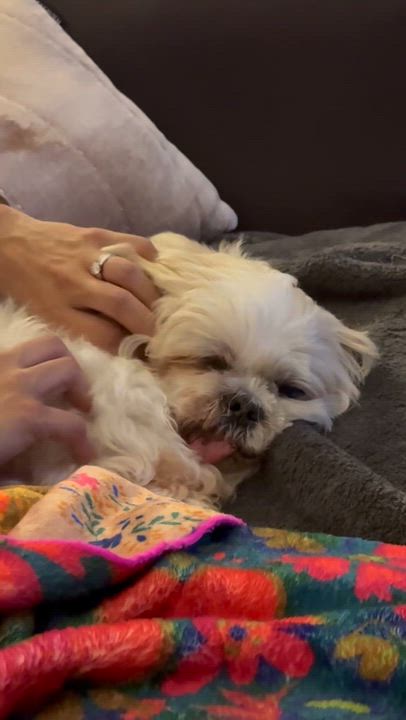 Enlarge Max the Mush, a Adoptable Shih Tzu in Stamford, CT video 2/6