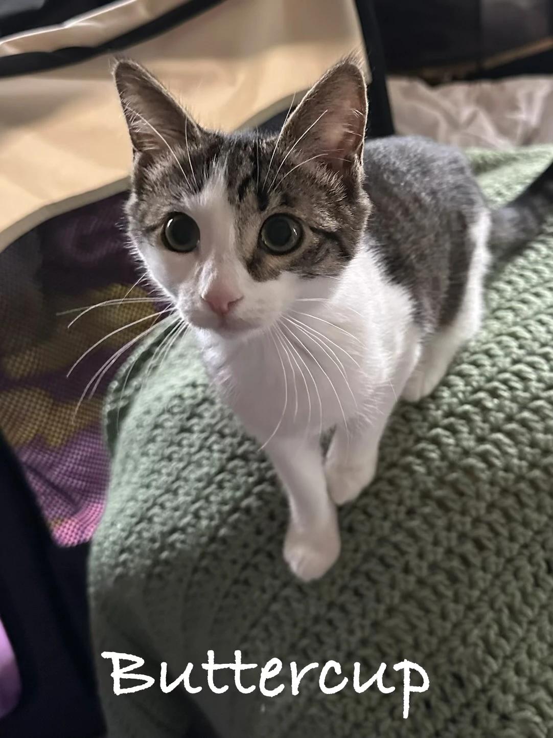 Enlarge Buttercup, a Adoptable Domestic Short Hair in Maple Shade, NJ image 2/2