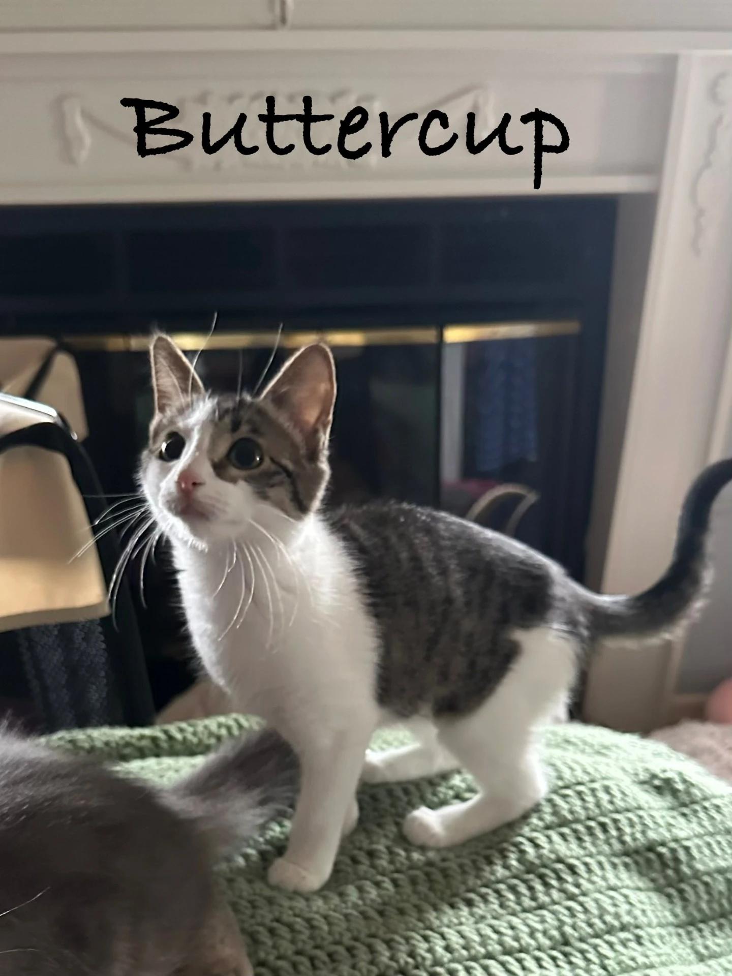 Buttercup, Adoptable, Young Female Domestic Short Hair.
