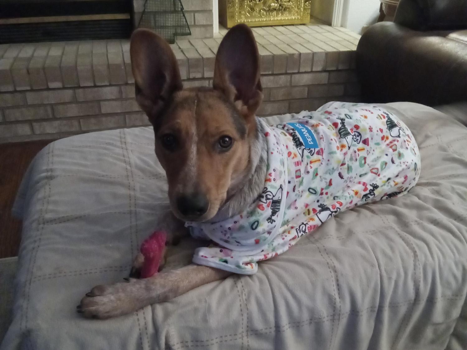 Bella, Adopted, Adult Male Australian Cattle Dog / Blue Heeler.