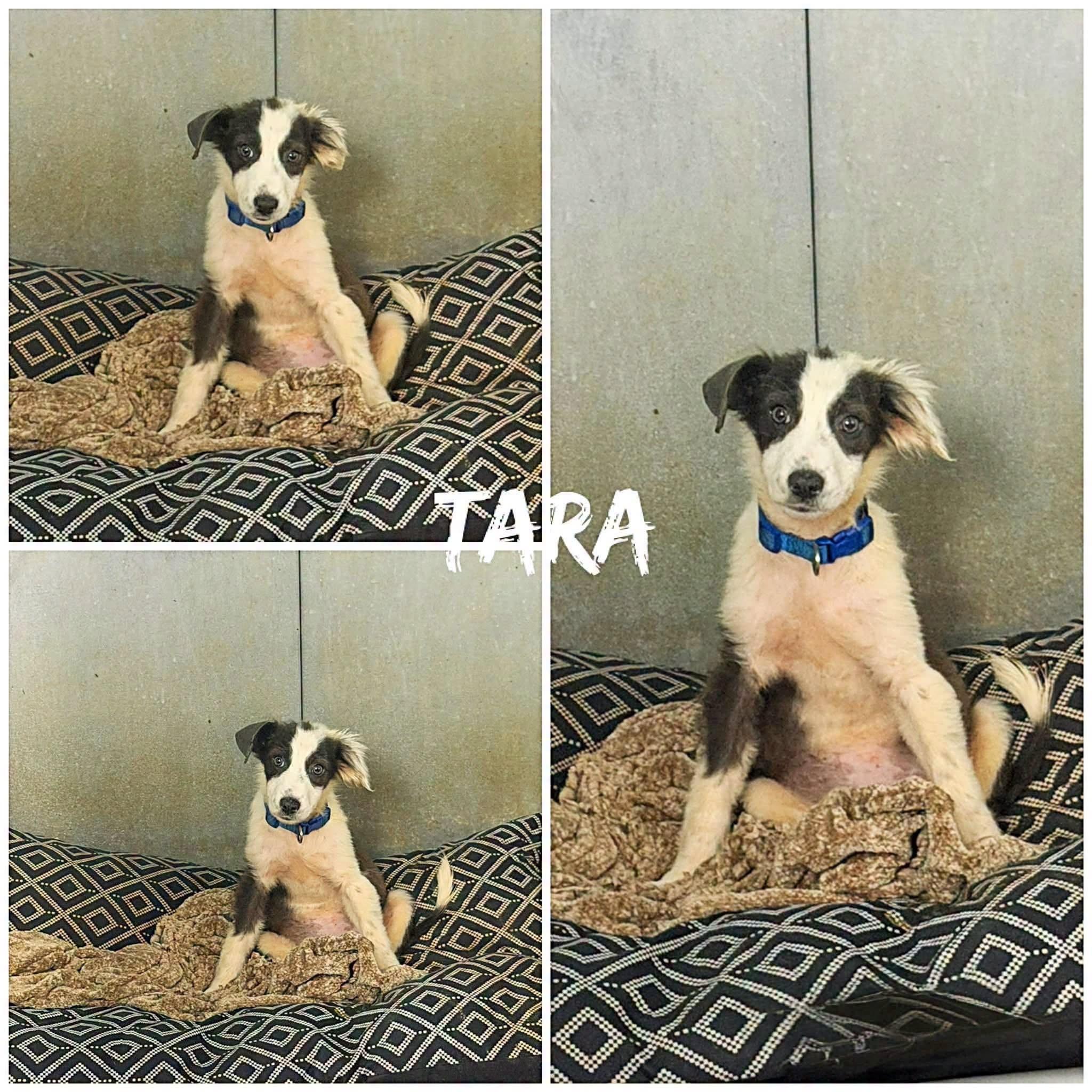 Tara, adopted, Young Female Australian Shepherd.