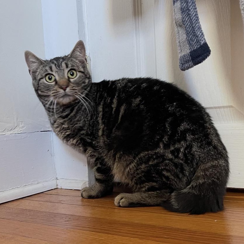 Enlarge Almond , a ADOPTABLE mixed breed in Scranton, PA image 1/1