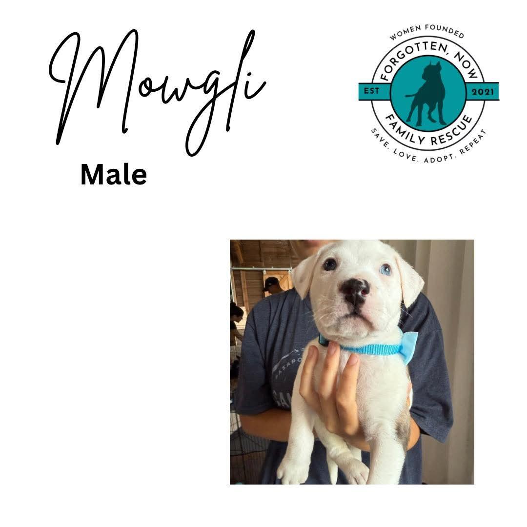 Mowgli, Adoptable, Puppy Male Mixed Breed.