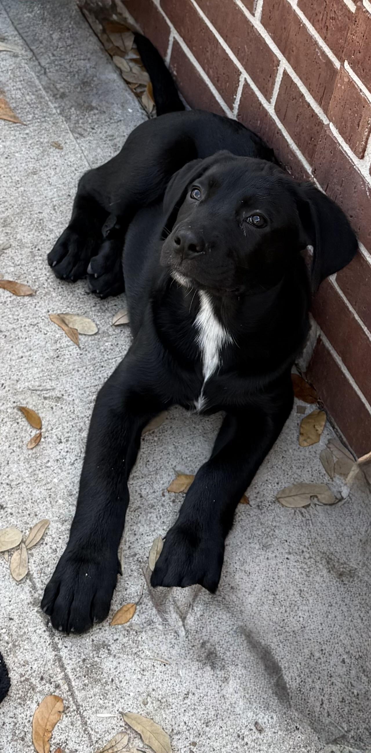 Saylor — thumbnail 3