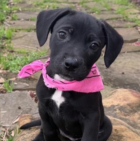 Saylor — thumbnail 4