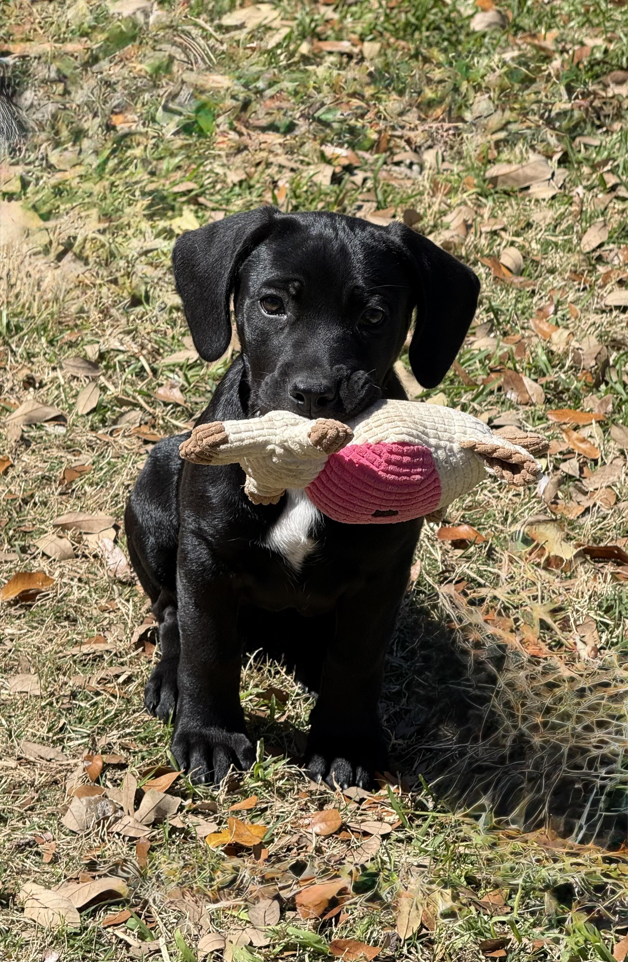 Saylor — thumbnail 5