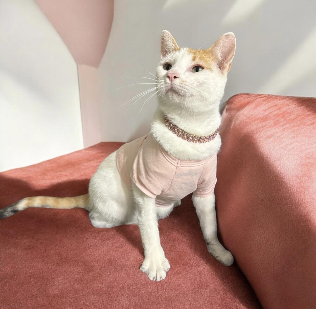 Enlarge Lola Bean, a Adoptable Calico in Dickinson, TX image 3/6