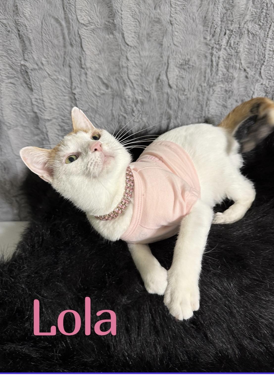 Enlarge Lola Bean, a Adoptable Calico in Dickinson, TX image 4/6