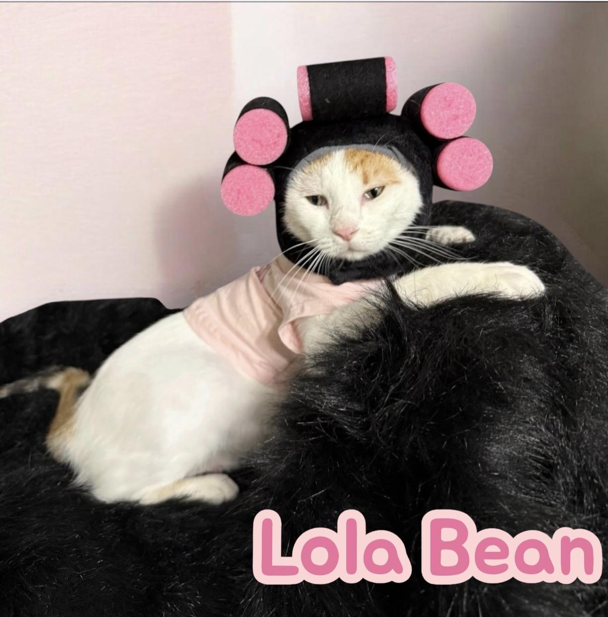 Enlarge Lola Bean, a Adoptable Calico in Dickinson, TX image 1/6