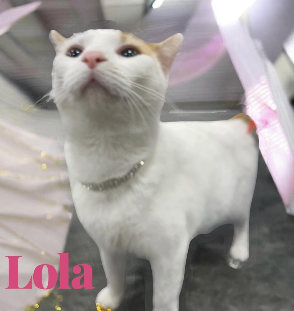 Enlarge Lola Bean, a Adoptable Calico in Dickinson, TX image 5/6