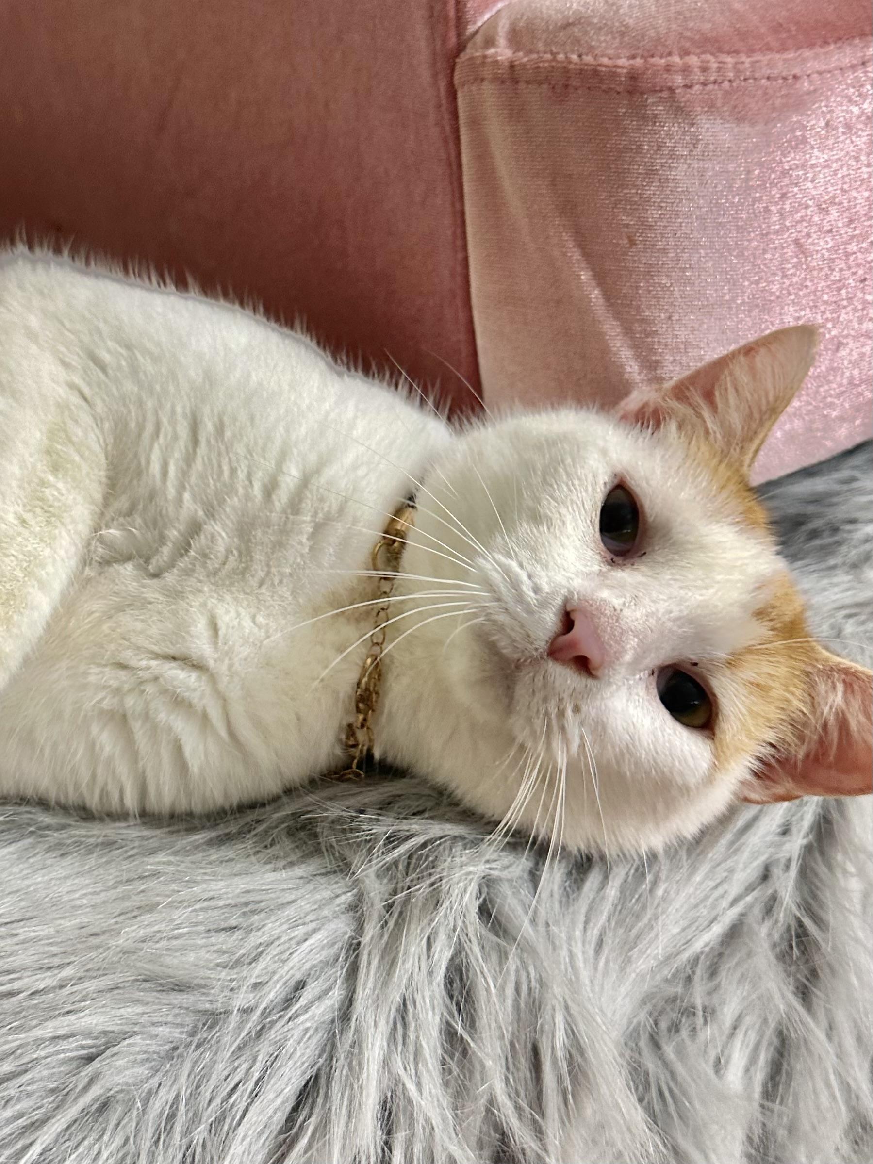 Enlarge Lola Bean, a Adoptable Calico in Dickinson, TX image 6/6