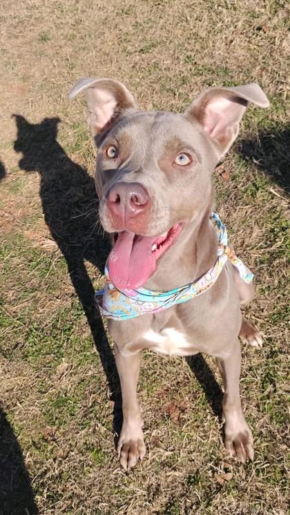 Enlarge Smudge 46638, an adopted Mixed Breed in Oklahoma City, OK image 2/3