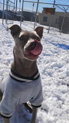 Enlarge Smudge 46638, an adopted Mixed Breed in Oklahoma City, OK image 3/3