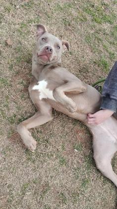 Smudge 46638, Adoptable, Adult Female Mixed Breed.