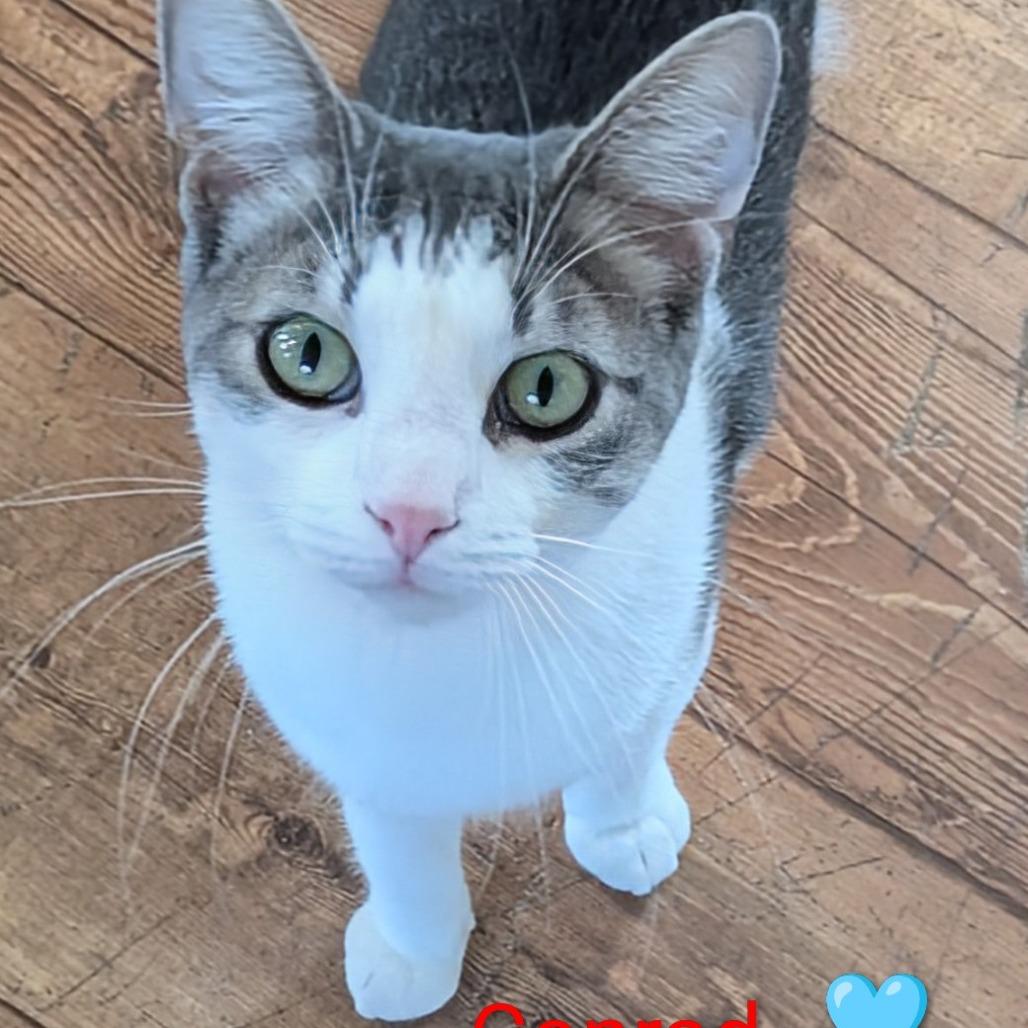 Conrad, Adoptable, Young Male Domestic Short Hair.