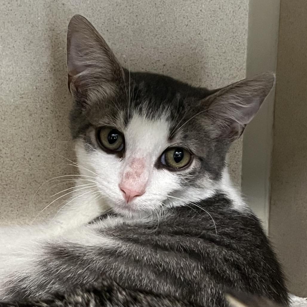 Enlarge Conrad, a Adoptable Domestic Short Hair in Calverton, NY image 1/2