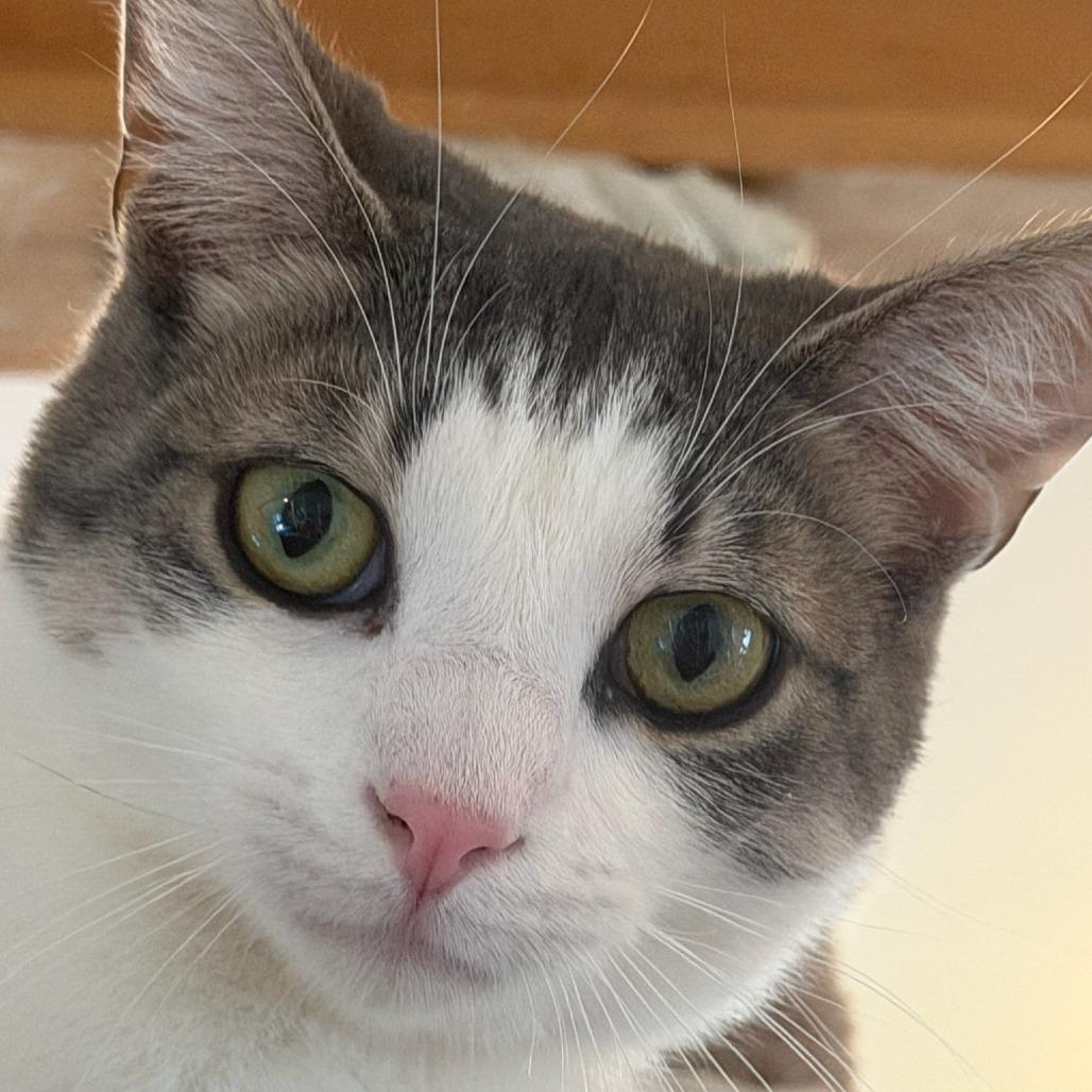 Conrad, a Adoptable Domestic Short Hair in Calverton, NY image 2/3