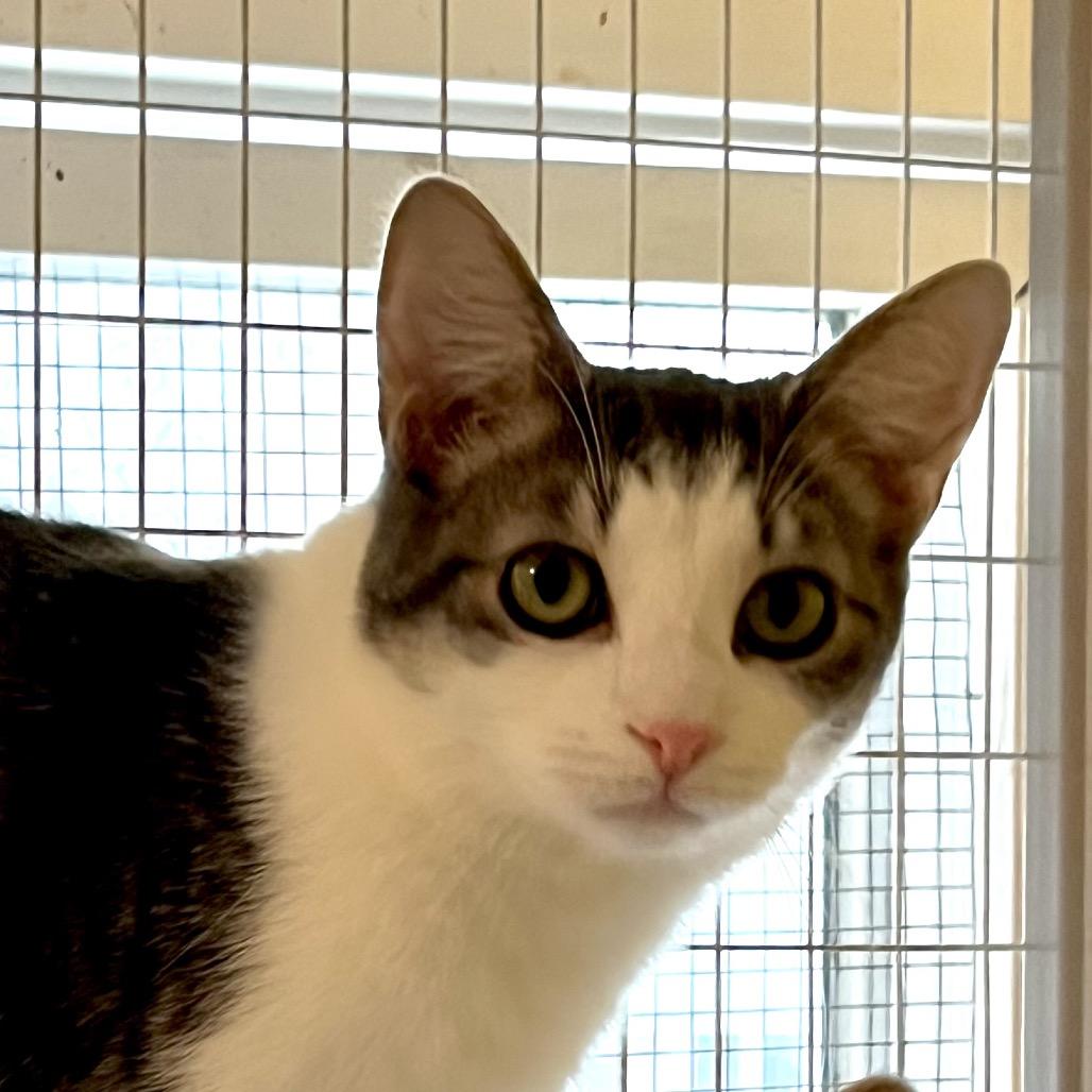 Enlarge Conrad, a Adoptable Domestic Short Hair in Calverton, NY image 2/2