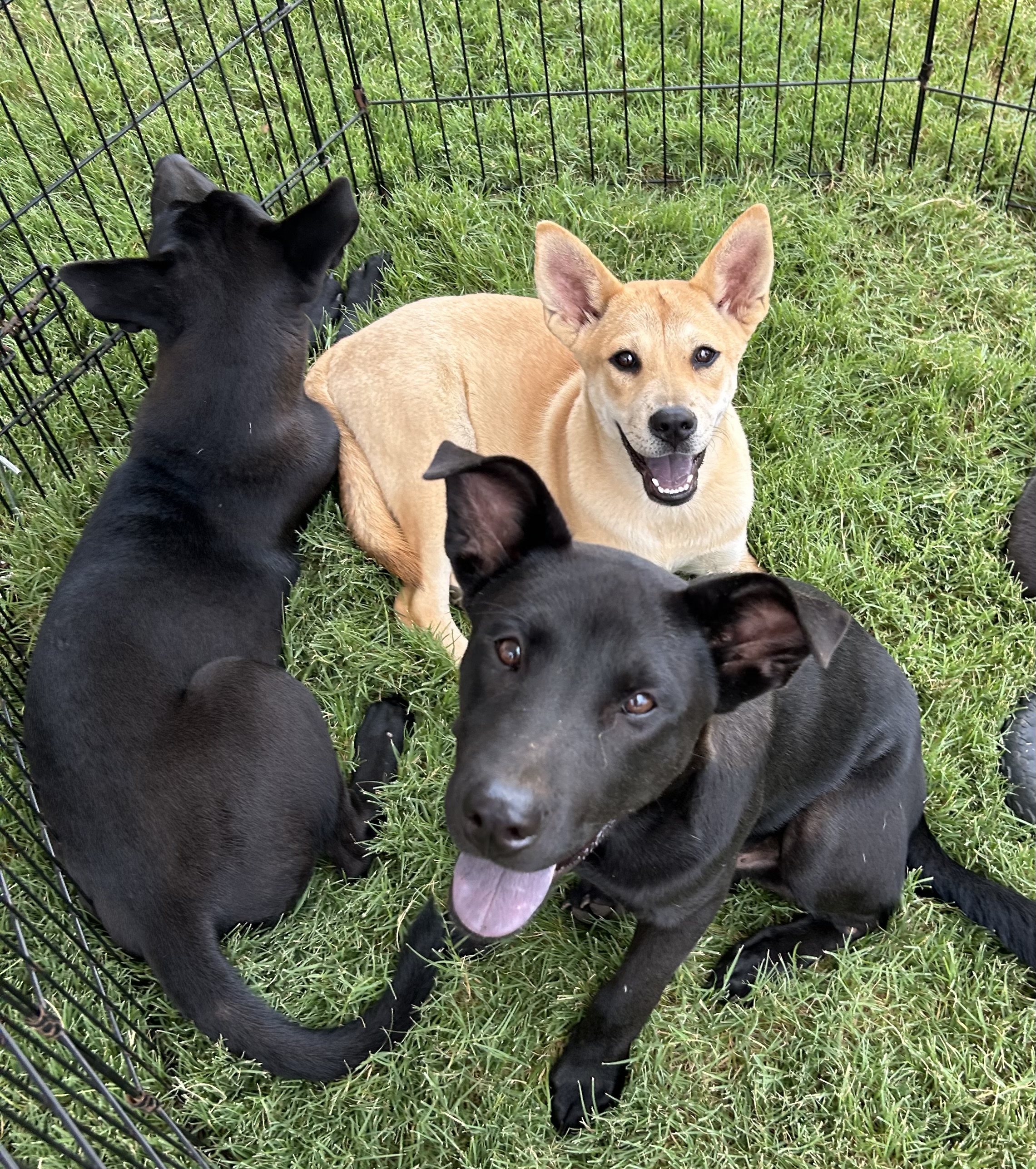 Enlarge Glitter, a Adoptable mixed breed in Paris, TX image 5/5