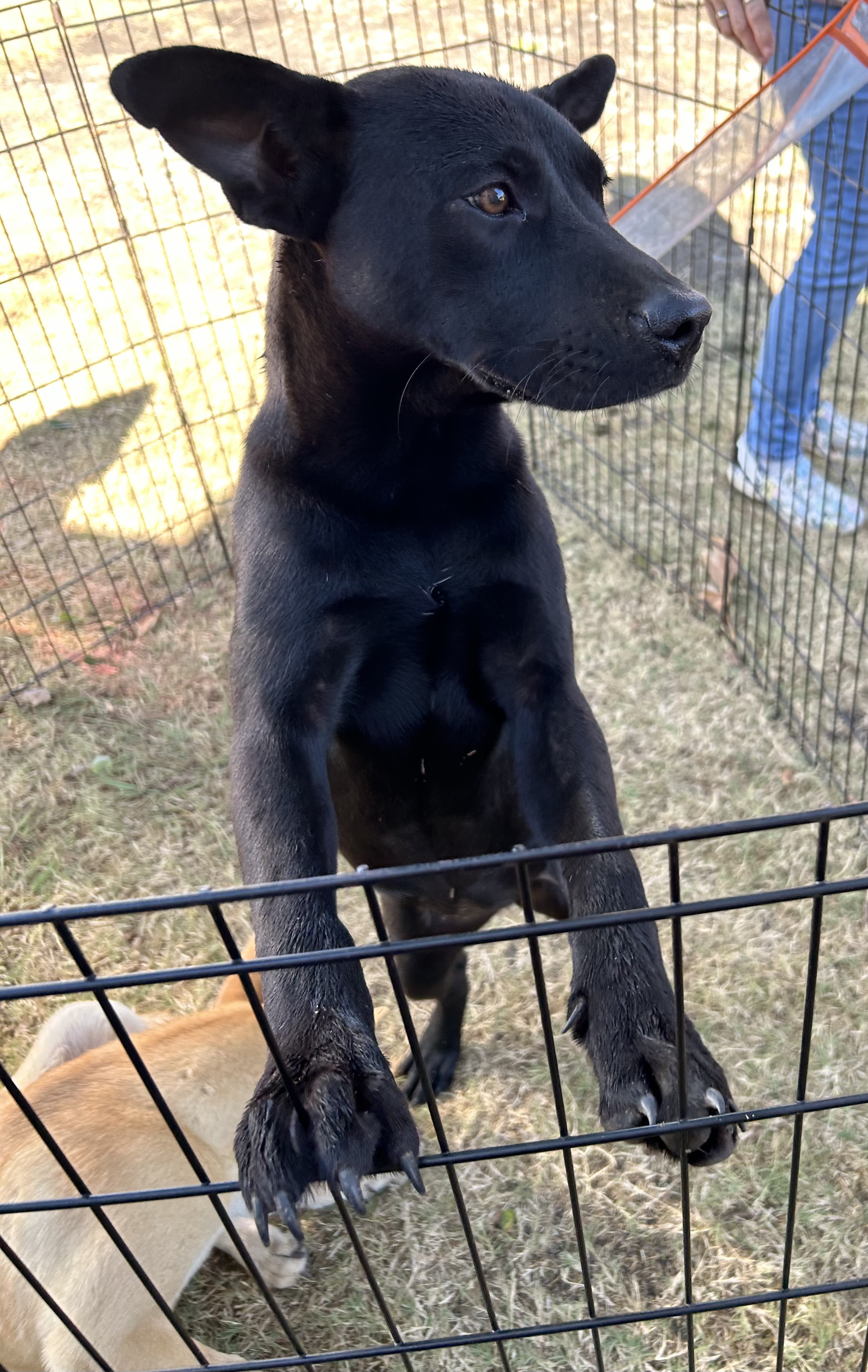 Enlarge Glitter, a Adoptable mixed breed in Paris, TX image 3/5