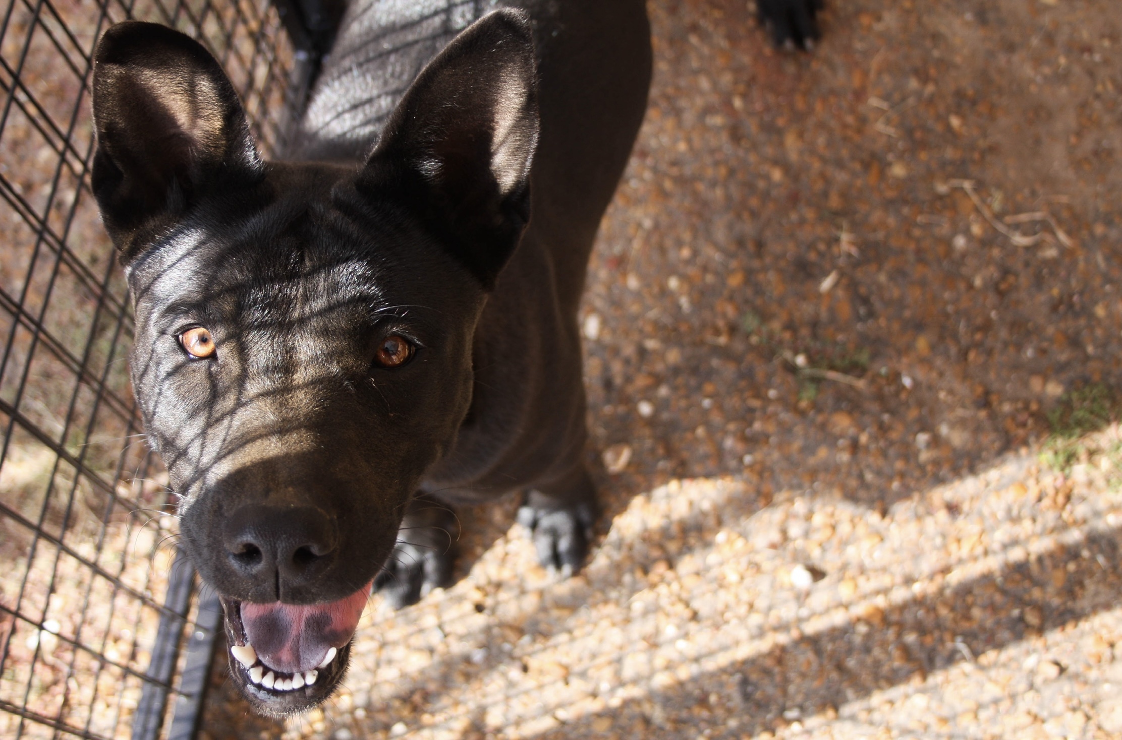 Enlarge Glitter, a Adoptable mixed breed in Paris, TX image 2/5