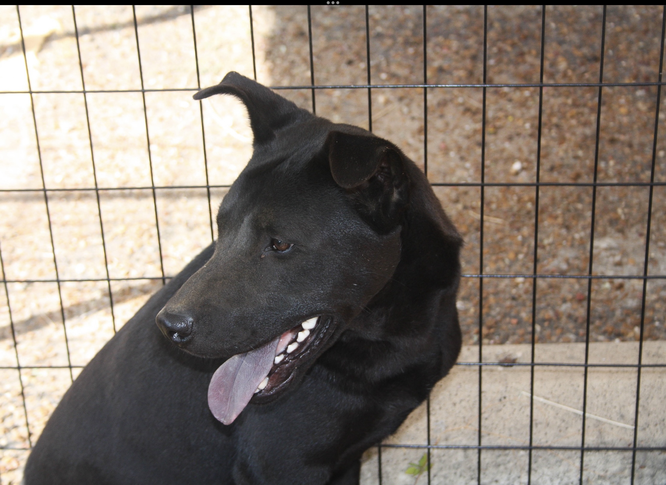 Enlarge Glitter, a Adoptable mixed breed in Paris, TX image 1/5