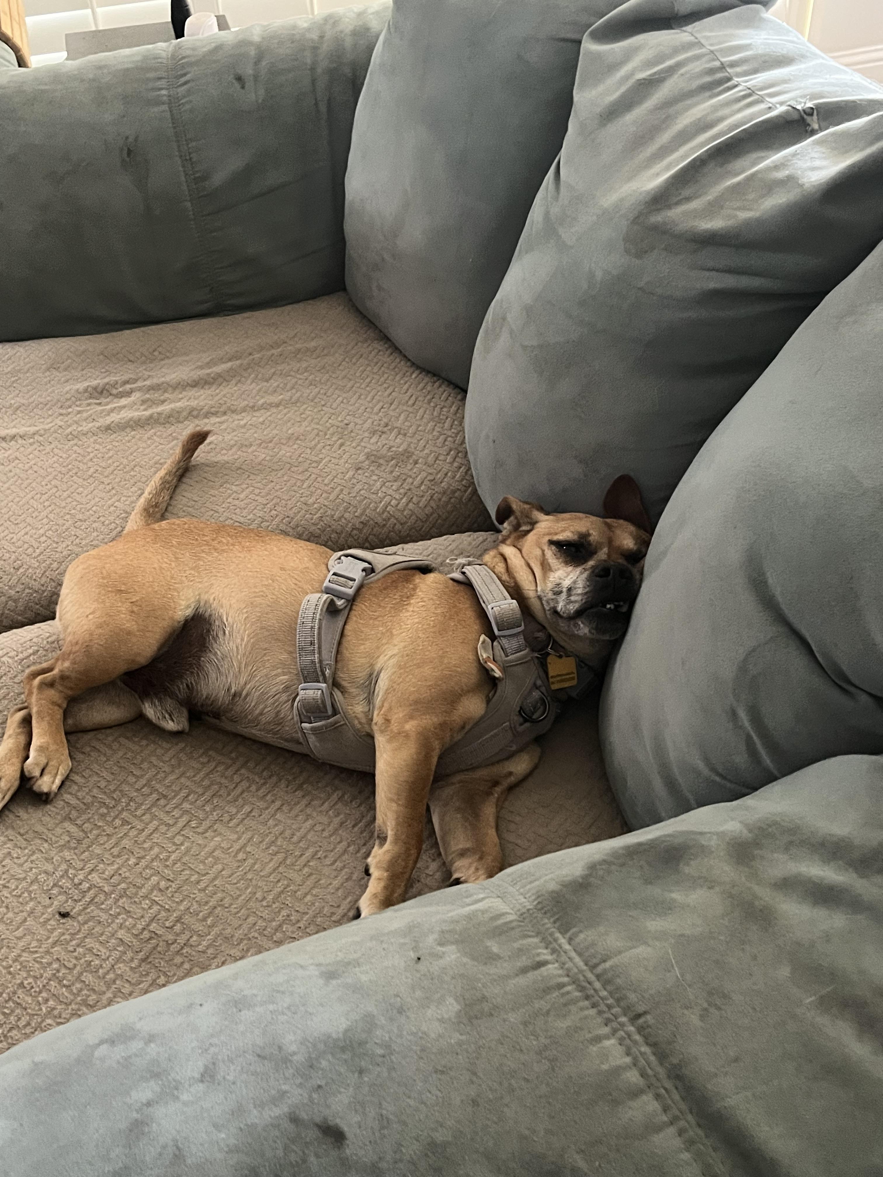 Pupper, an adoptable Pug, Chihuahua in Tracy, CA, 95304 | Photo Image 2
