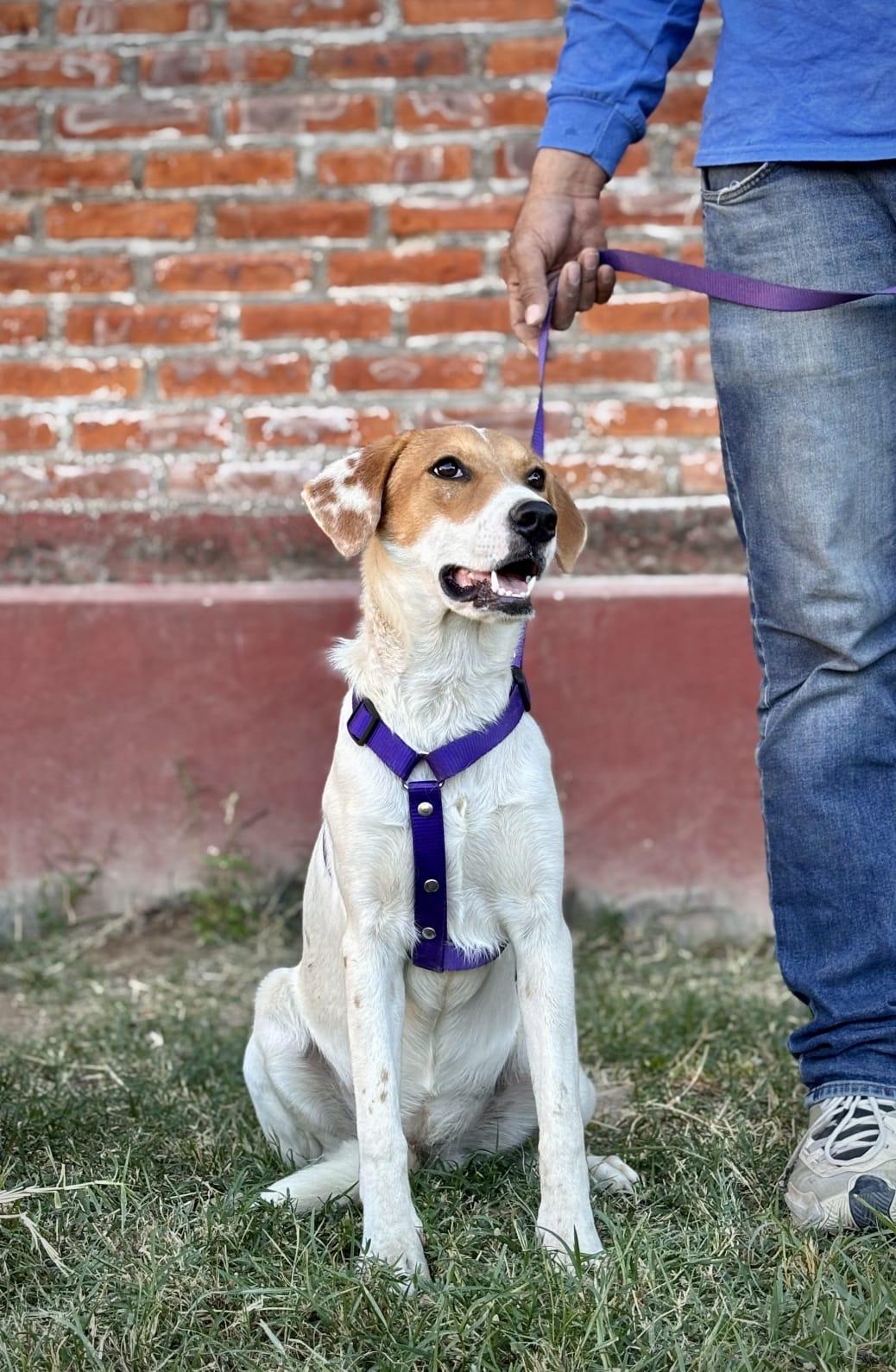 Enlarge Sandi, a Adoptable mixed breed in Victoria, BC image 4/5