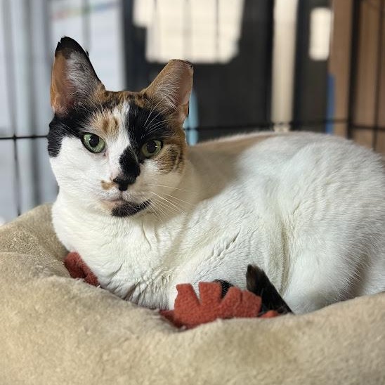 Enlarge Marissa, a Adoptable Calico in East Amherst, NY image 2/6