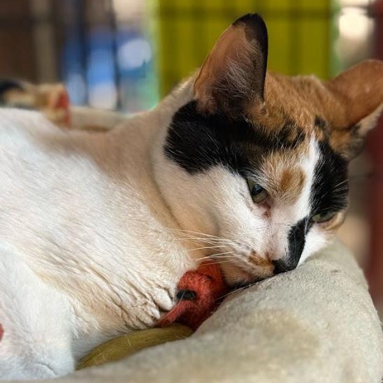 Enlarge Marissa, a Adoptable Calico in East Amherst, NY image 5/6