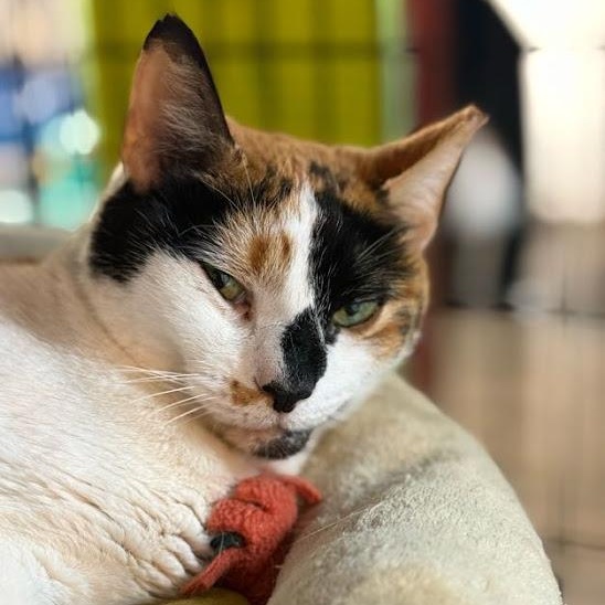 Enlarge Marissa, a Adoptable Calico in East Amherst, NY image 3/6