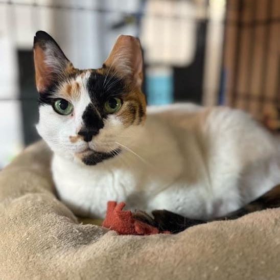 Enlarge Marissa, a Adoptable Calico in East Amherst, NY image 4/6