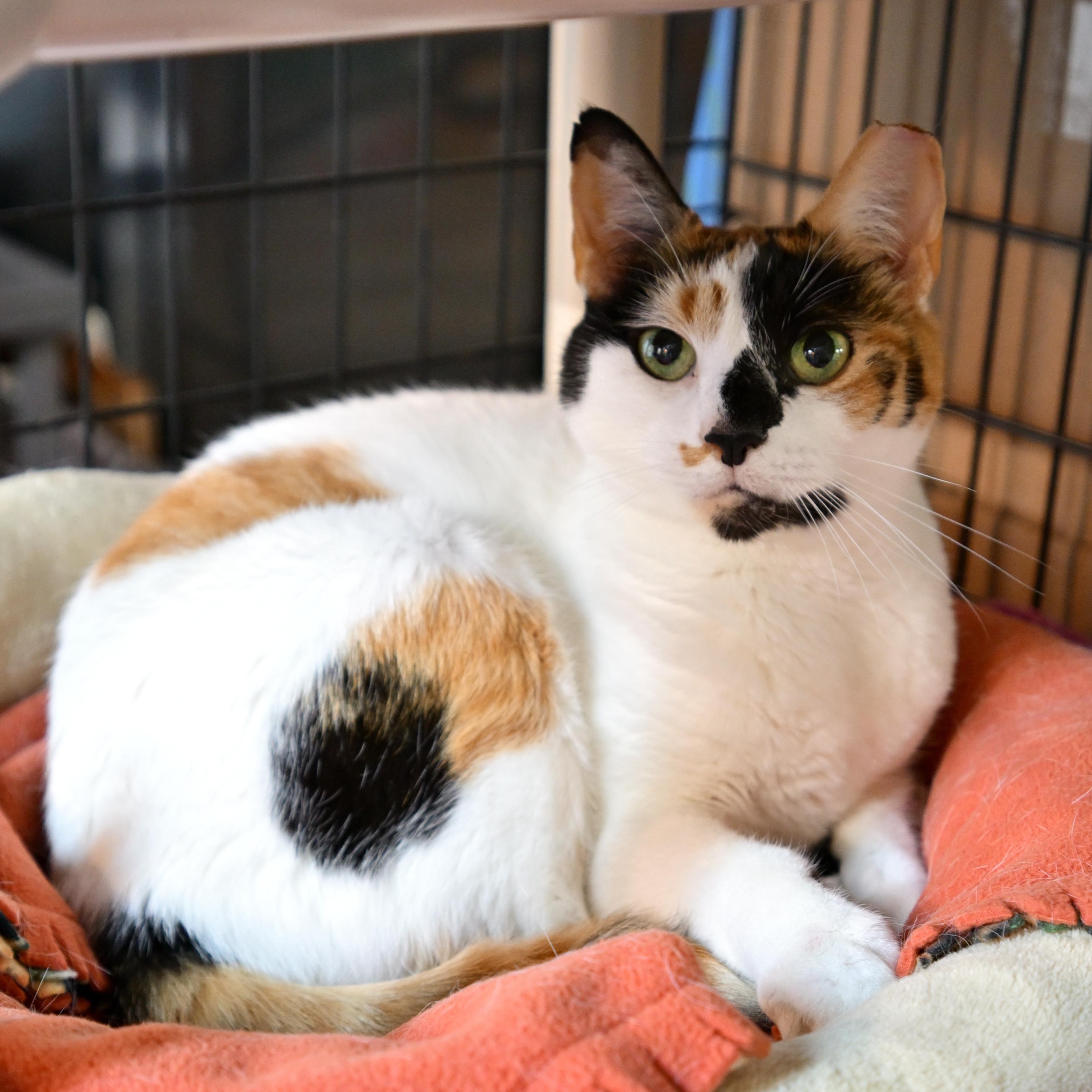 Marissa, Adoptable, Young Female Calico.