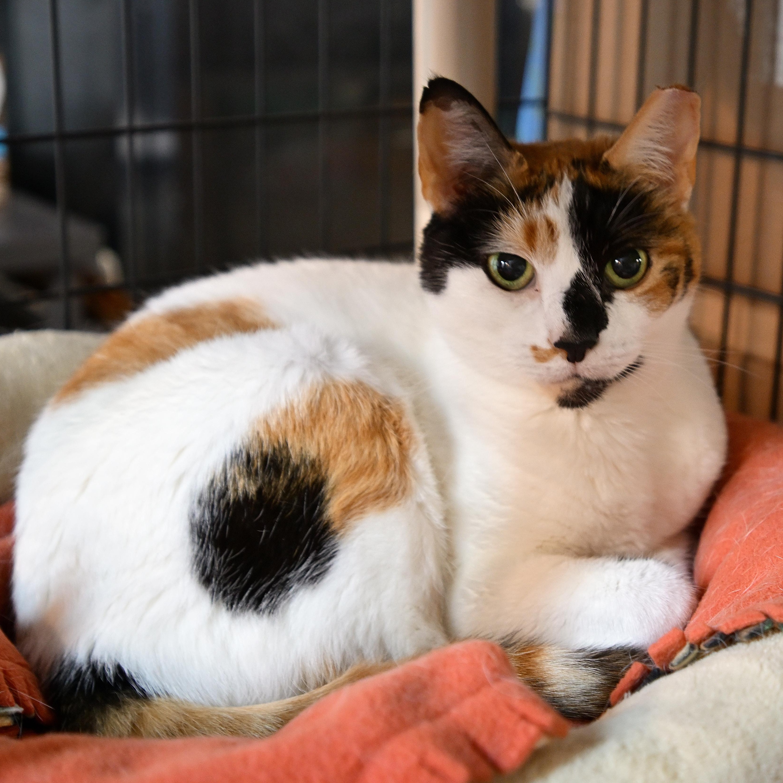 Enlarge Marissa, a Adoptable Calico in East Amherst, NY image 6/6