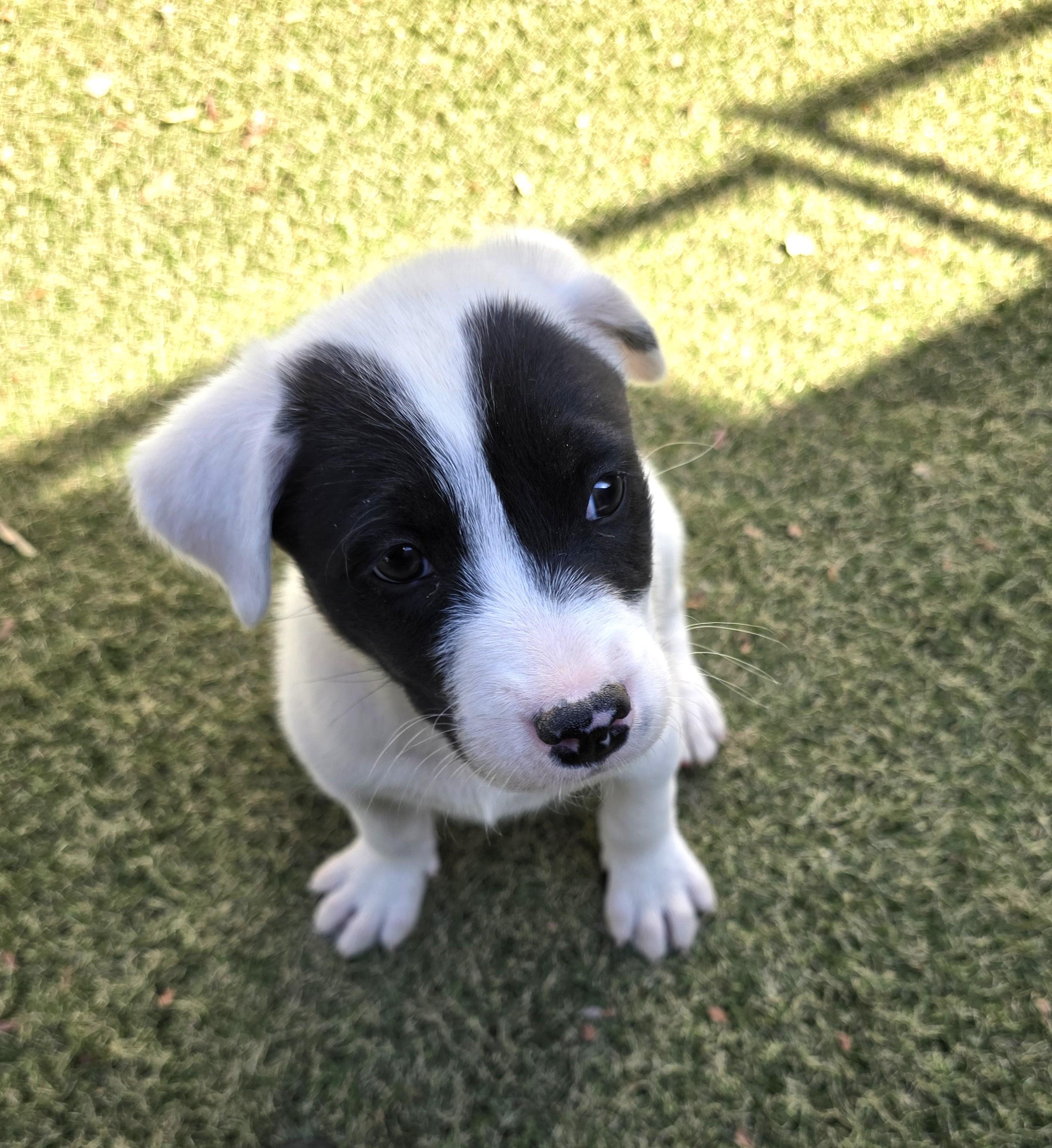 Enlarge Gentoo, a ADOPTABLE mixed breed in Apache Junction, AZ image 3/4