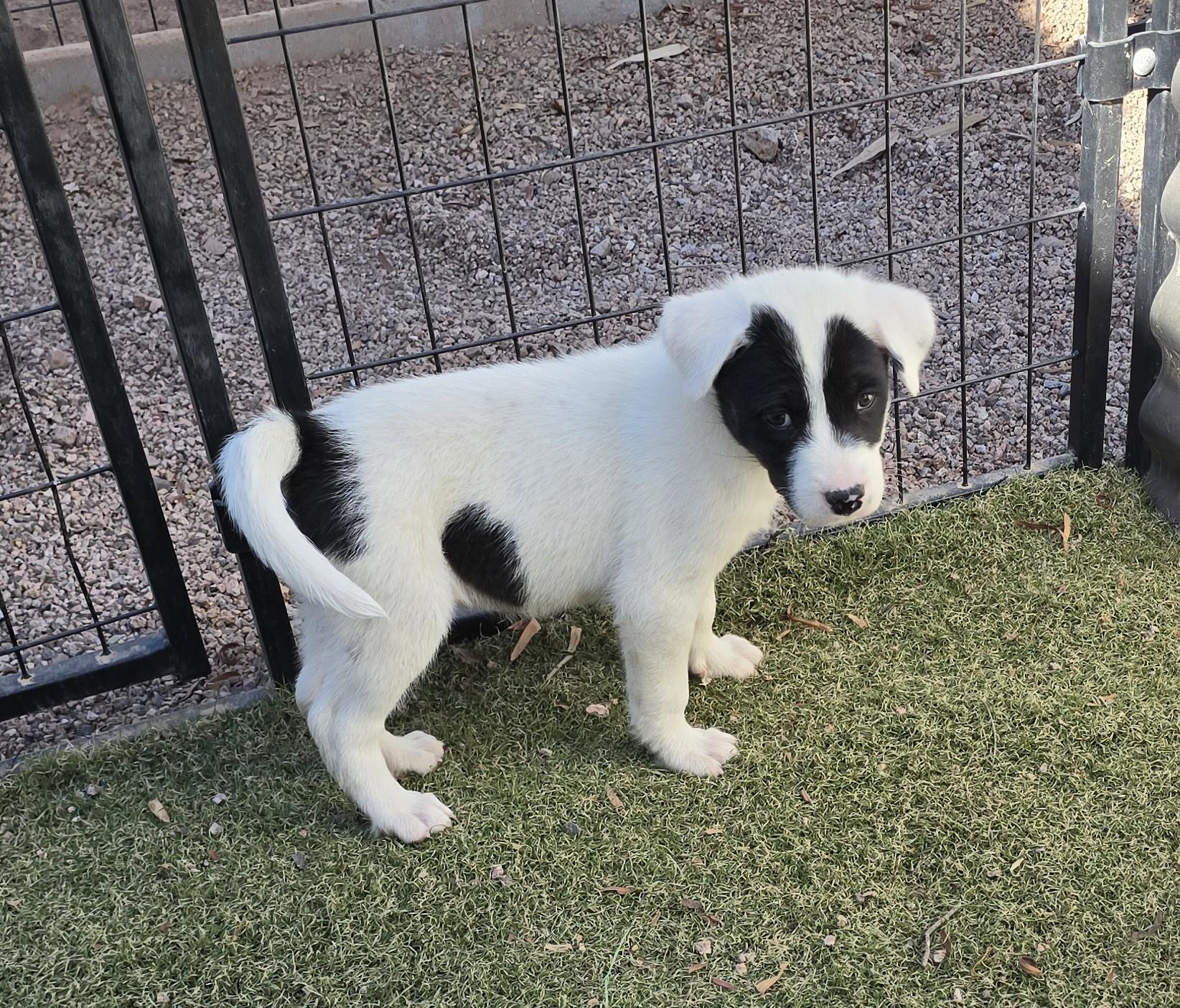 Enlarge Gentoo, a ADOPTABLE mixed breed in Apache Junction, AZ image 4/4