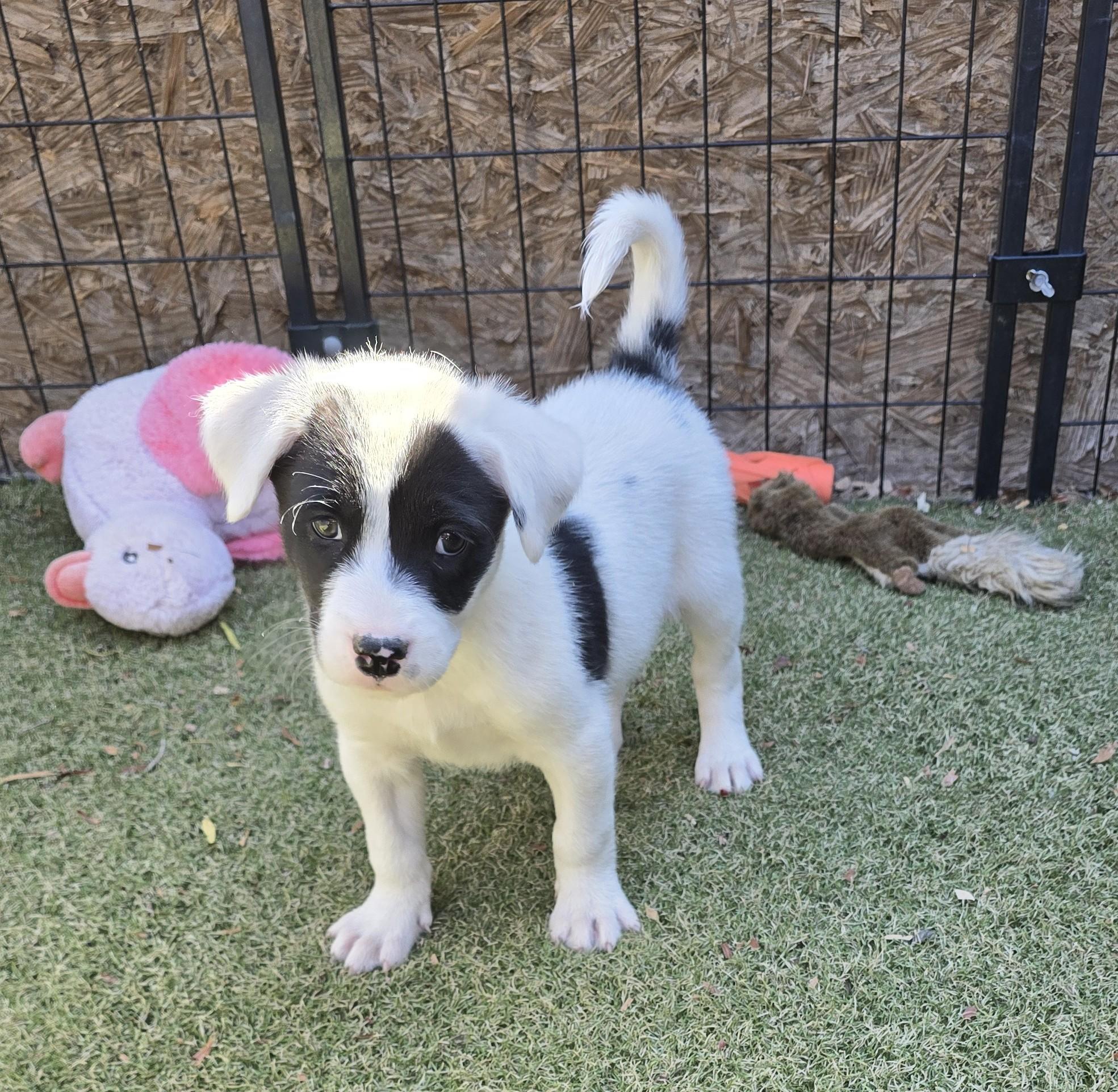 Enlarge Gentoo, a ADOPTABLE mixed breed in Apache Junction, AZ image 2/4