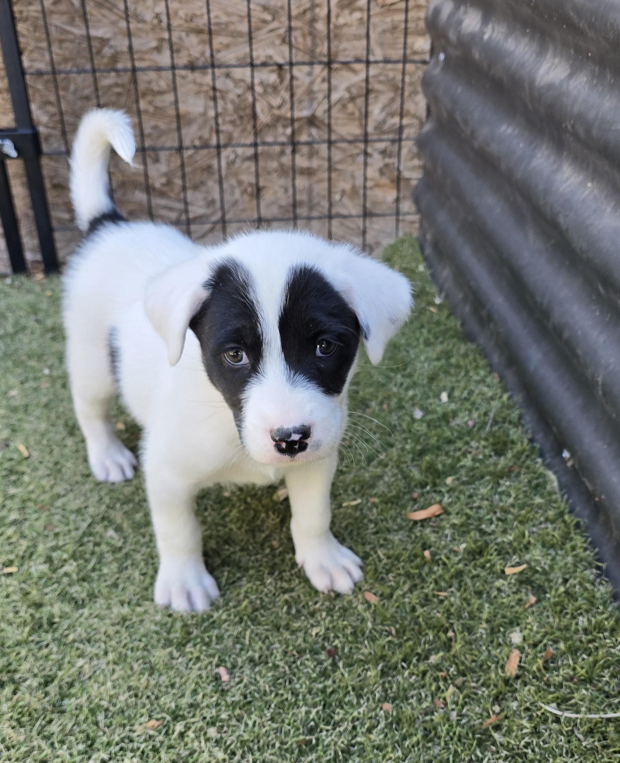 Enlarge Gentoo, a ADOPTABLE mixed breed in Apache Junction, AZ image 1/4