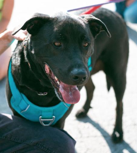 Blue, an adoptable mixed breed in Jackson, WY image 2/6