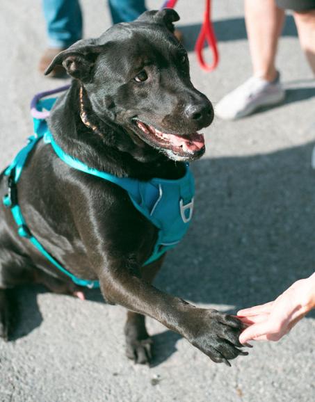 Blue, an adoptable mixed breed in Jackson, WY image 3/6