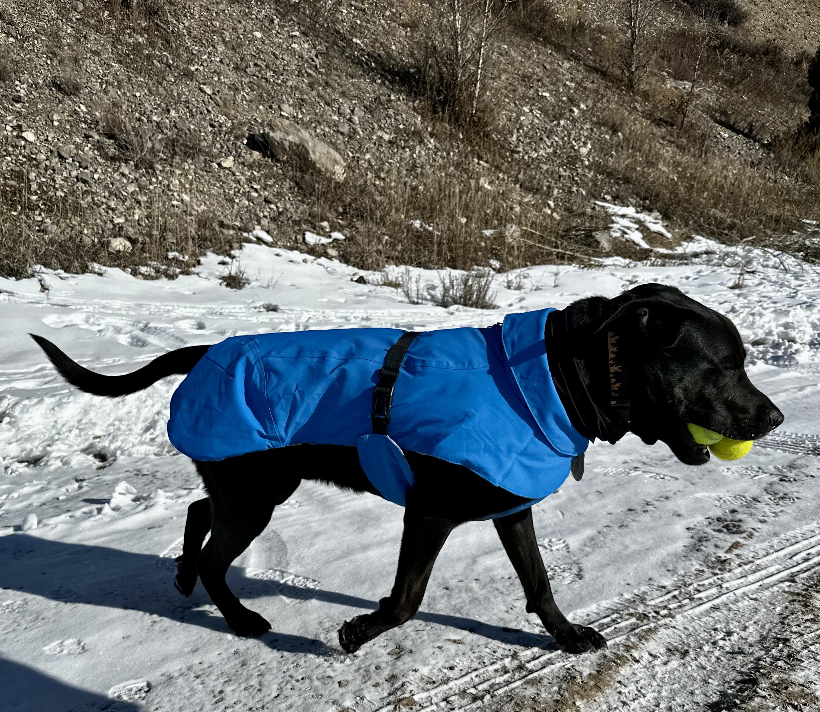 Enlarge Blue, an adoptable mixed breed in Jackson, WY image 2/6