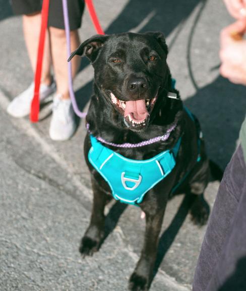 Blue, adoptable, Adult Male Black Labrador Retriever & Mixed Breed.