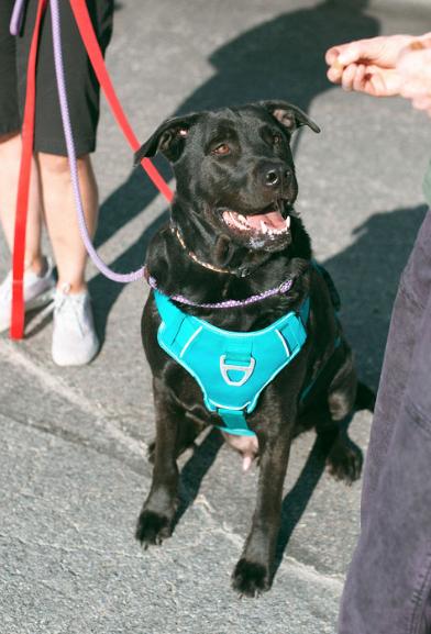 Blue, an adoptable mixed breed in Jackson, WY image 5/6