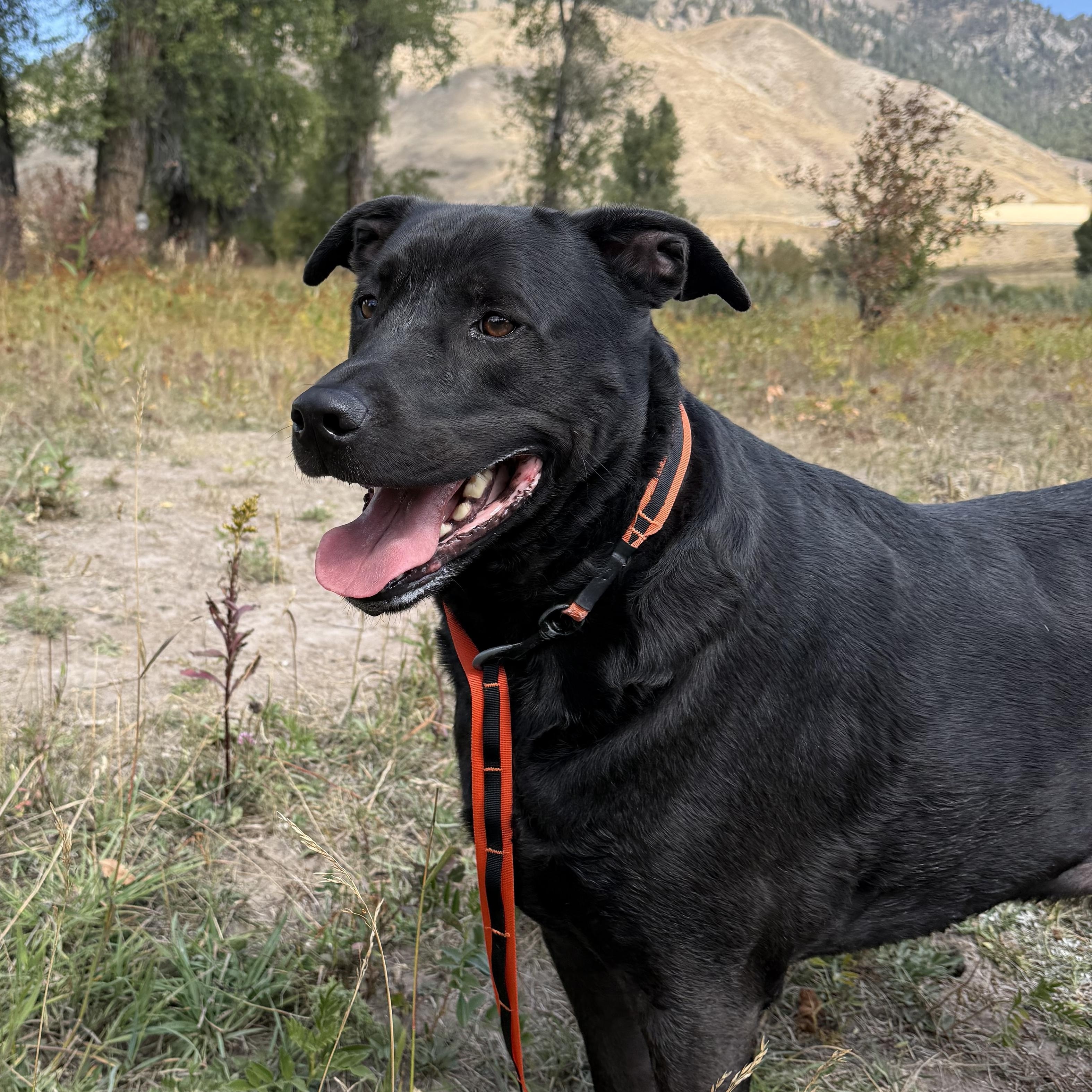 Blue, an adoptable mixed breed in Jackson, WY image 6/6